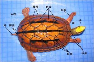 金钱龟外形结构