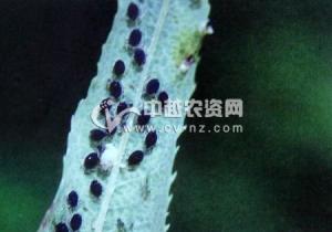 桃瘤头蚜