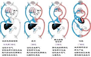 循环系统