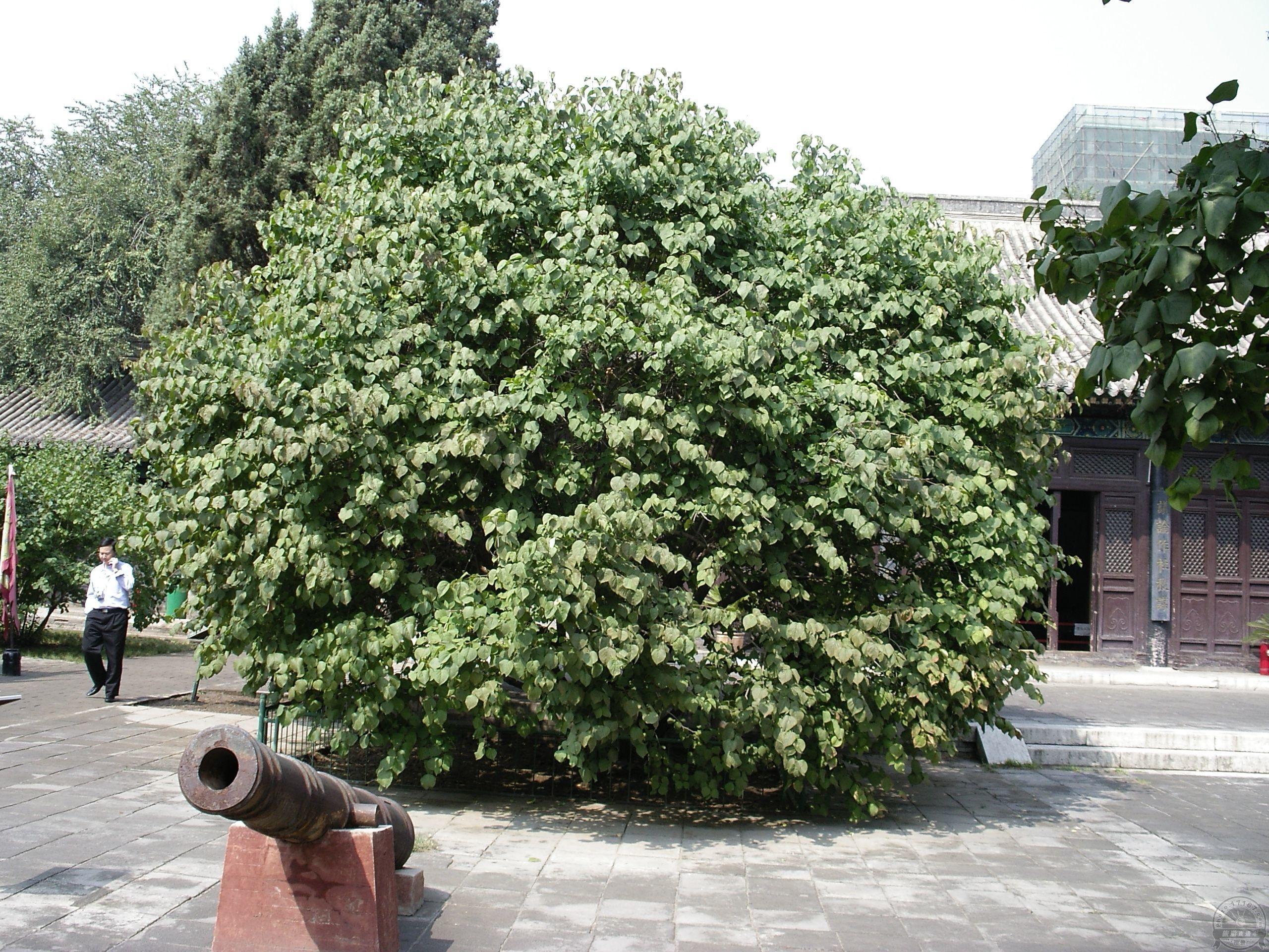 罗汉丁香树图片图片