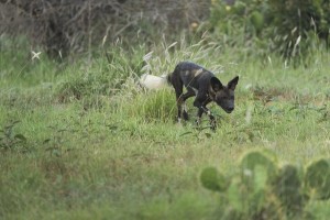 非洲野犬