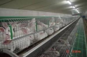 肉兔养殖基地
