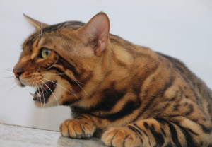 孟加拉豹猫
