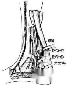 跟腱