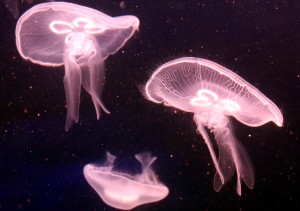 水母