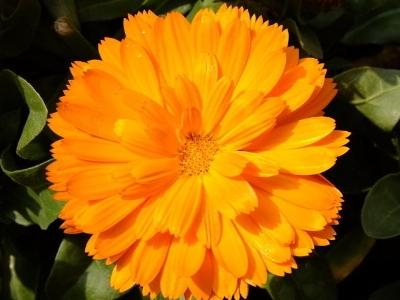 橙色的花