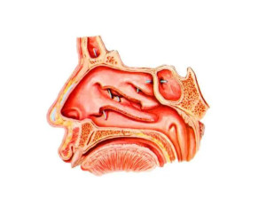 鼻腔鼻腔词条信息词条浏览:98311次最近更新:22.03.