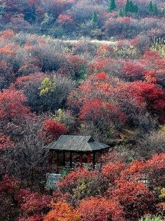 济南红叶谷景色