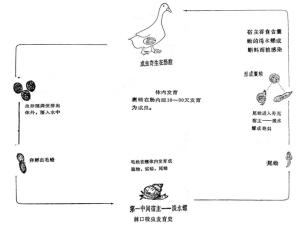 棘口吸虫发育史