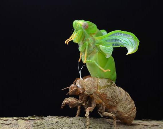 蜕变(汉语词语)