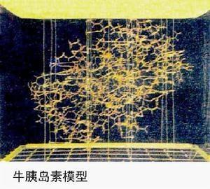 牛胰岛素结构模型