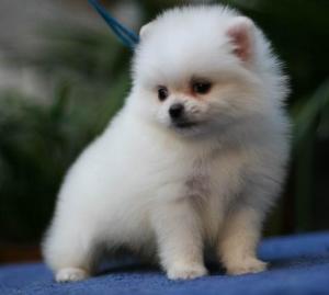 伴侣犬