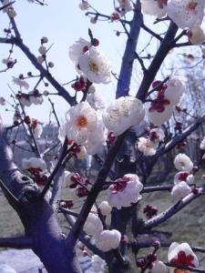 莘庄公园梅.jpg