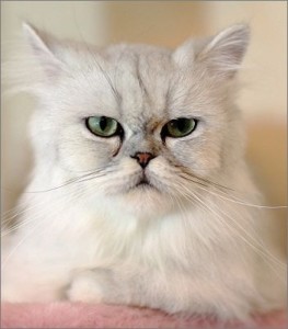 金吉拉猫