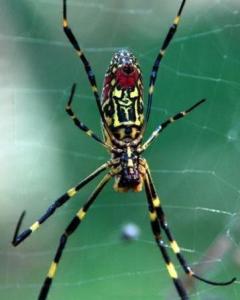 花蜘蛛 搜狗百科 花蜘蛛 搜狗百科