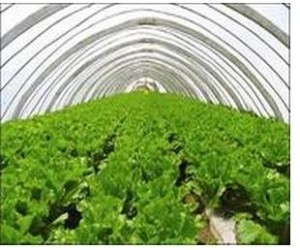 蔬菜大棚以竹竿和木头为拱架材料