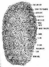 淋巴结