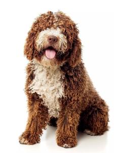LABRADOODLE
