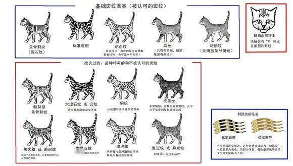 中华雀猫 搜狗百科