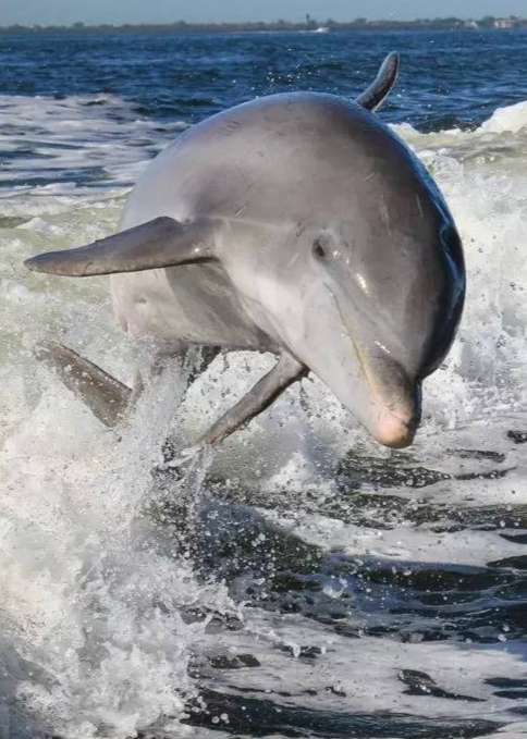 海豚