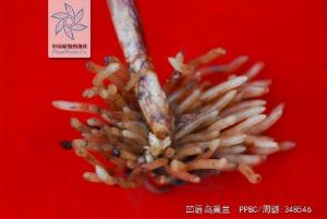 凹唇鸟巢兰全株