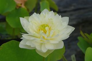 碧台莲是睡莲科的一种荷花观赏珍品 沧月所著小说《花镜》中女主白螺