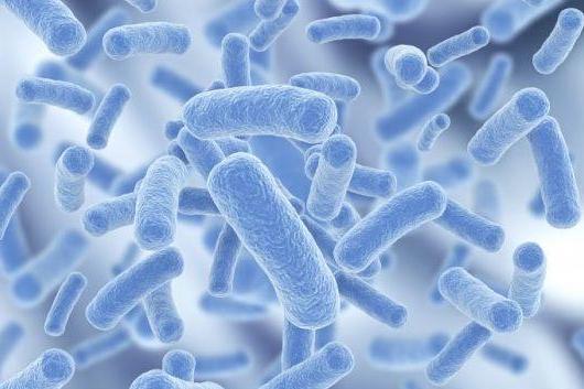 益生菌 有益的活性微生物 搜狗百科 益生菌 有益的活性微生物 搜狗百科
