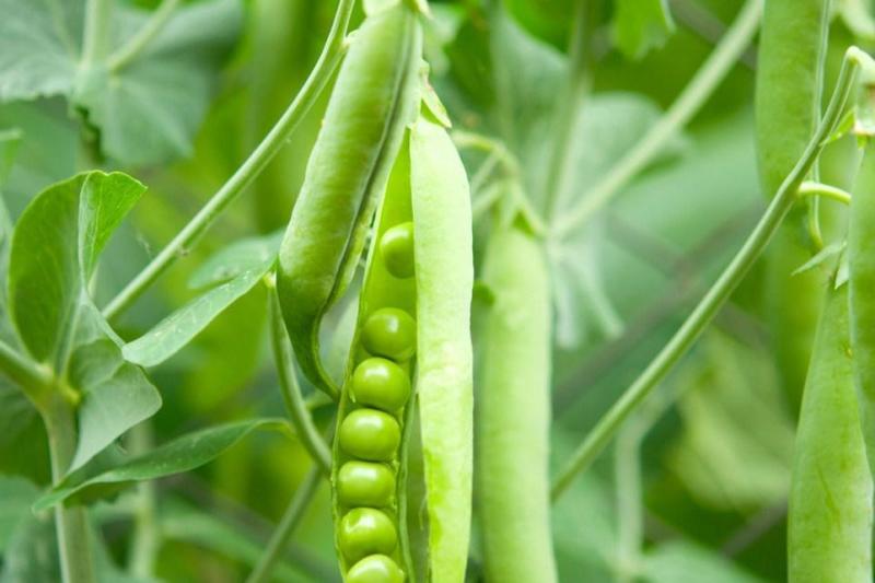 豌豆 豆科植物 搜狗百科