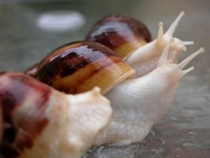 白玉蜗牛
