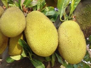菠萝蜜