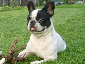 伴侣犬