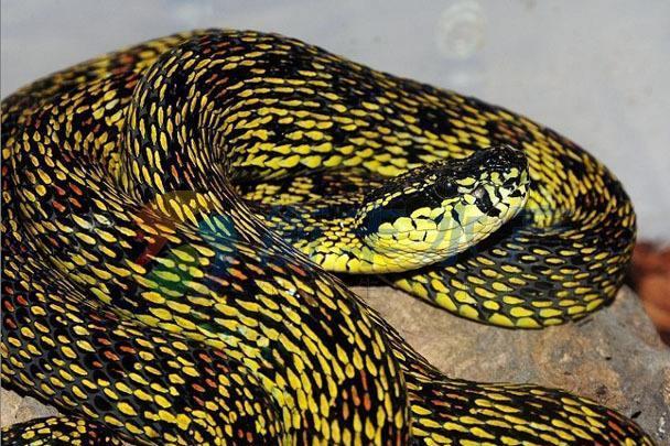 王锦蛇 搜狗百科