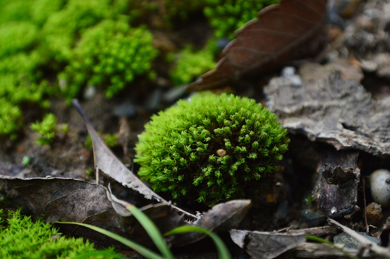 苔藓