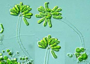 鞭毛藻类