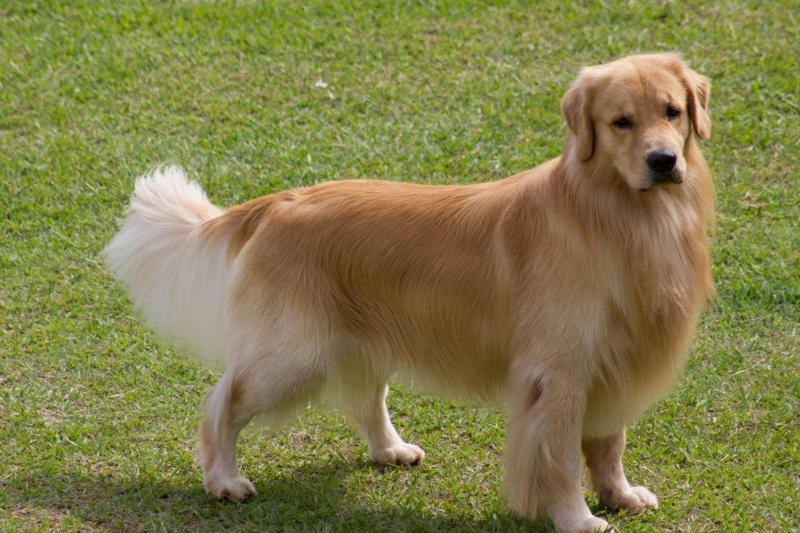 大型犬 犬科犬属动物 搜狗百科 大型犬 犬科犬属动物 搜狗百科