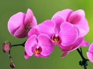 蝴蝶兰