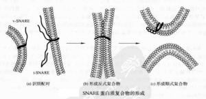 SNARE蛋白质复合物的形成