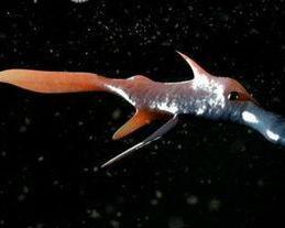 全头亚纲 搜狗百科