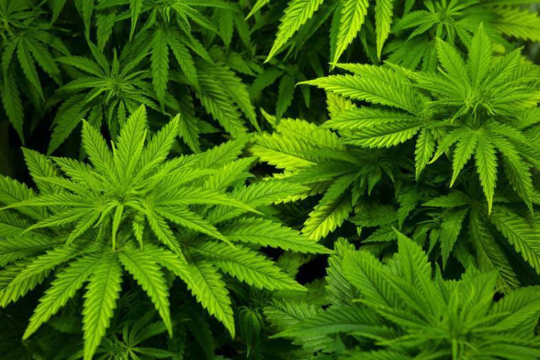 大麻 大麻科大麻属植物 搜狗百科