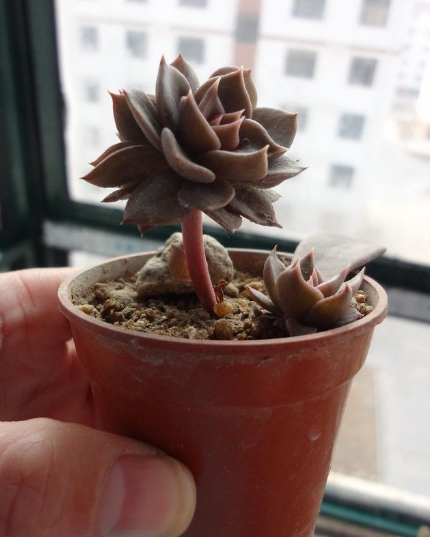 黑王子