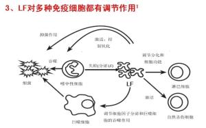乳铁蛋白对免疫细胞有调节作用