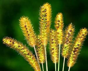 金色狗尾草
