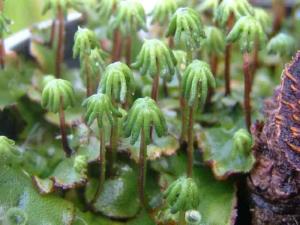 苔纲