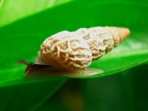 加拉帕戈斯蜗牛