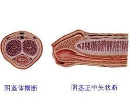 尿道口长息肉照片图片