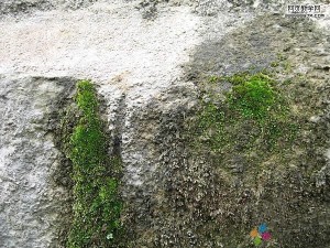苔藓 苔藓