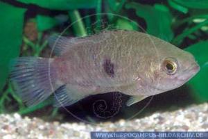 斑非洲攀鲈（Ctenopoma maculatum）