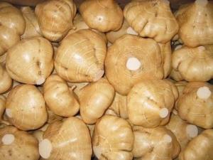 豆薯