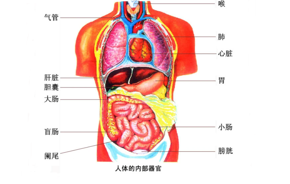 体内器官的位置图片
