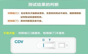 CDV试纸说明：对照线C+检测线T+样品孔S